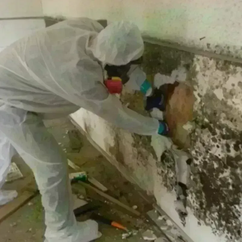 Mold Remediation and Removal in Morton County, KS